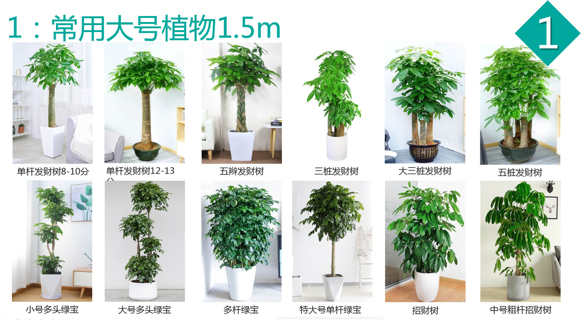 大型植物2.jpg