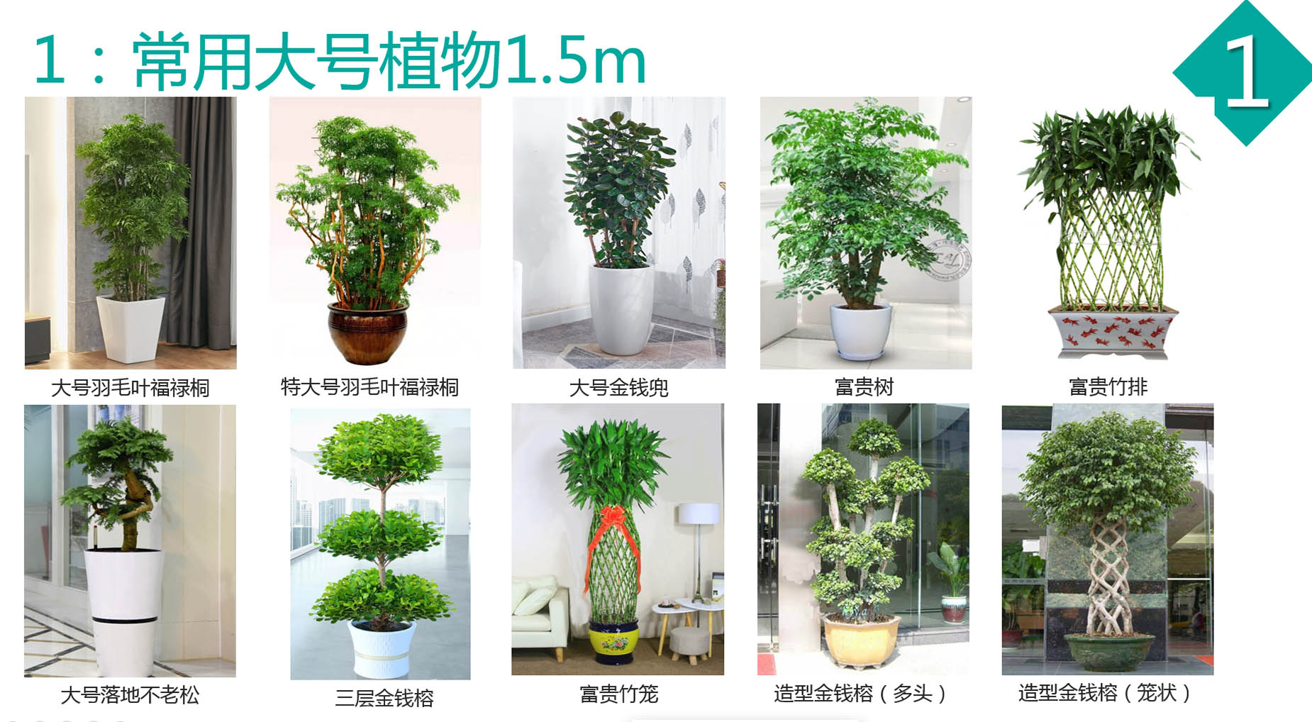 大型植物3.jpg