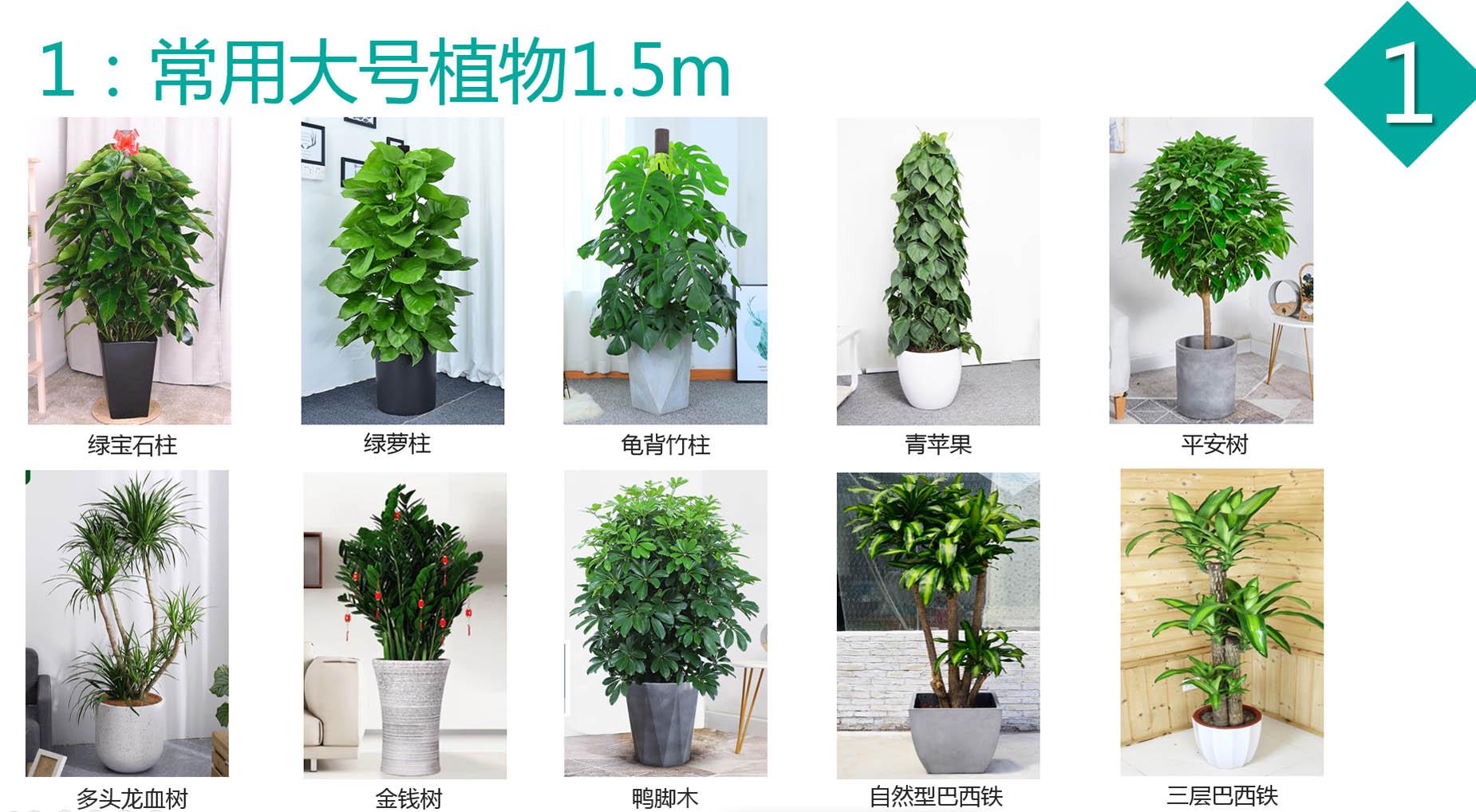 大型植物4.jpg