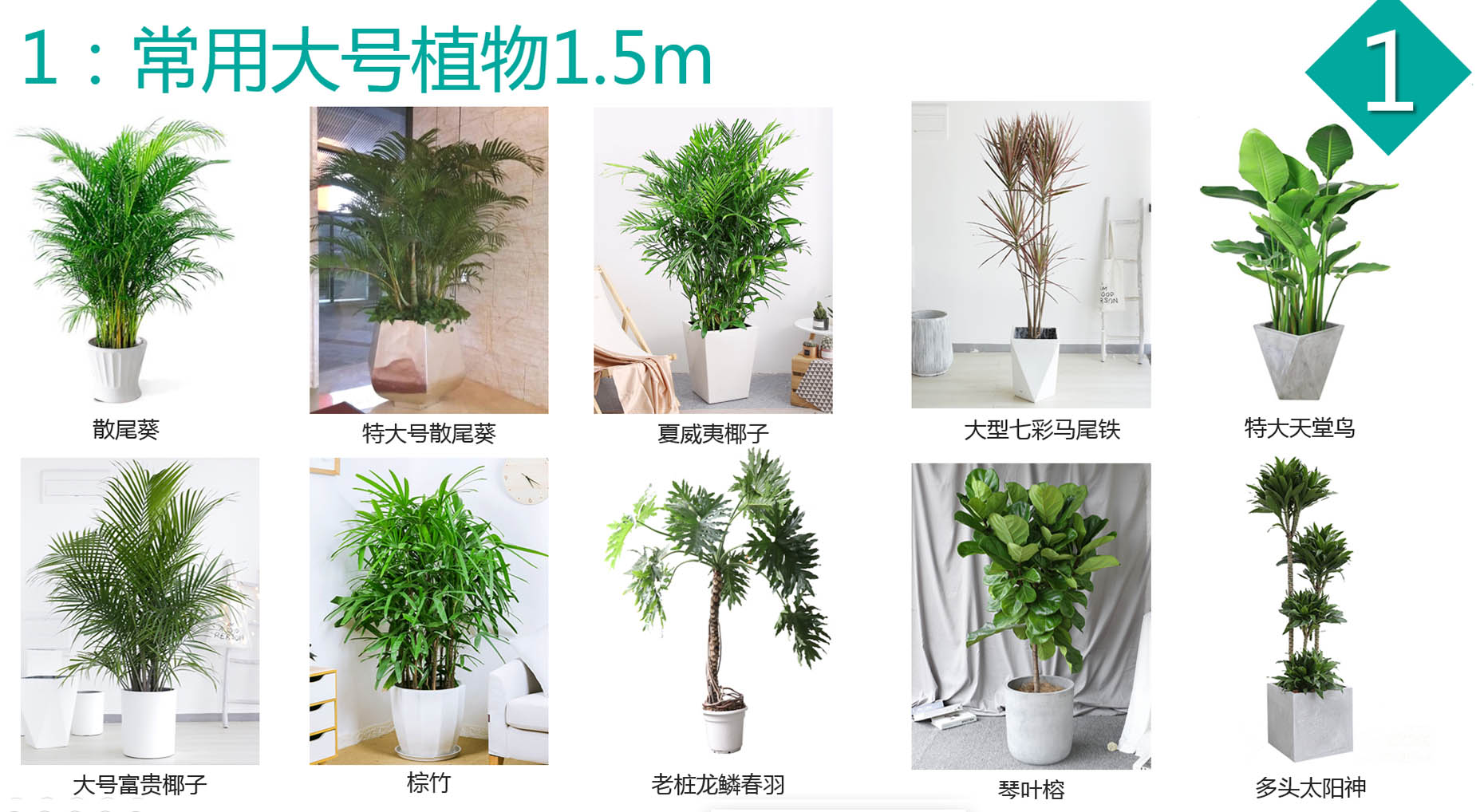 大型植物5.jpg